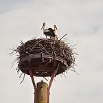Ferienzimmer In Zur Alten Weide Im Oderbruch 3*
