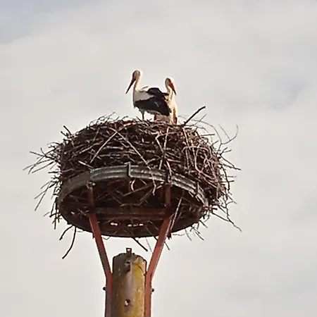 Ferienzimmer In Zur Alten Weide Im Oderbruch 3*