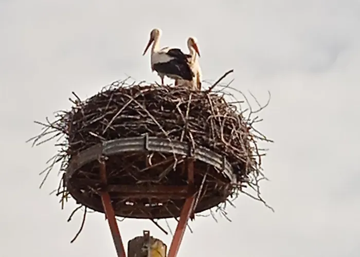Ferienzimmer In Zur Alten Weide Im Oderbruch 3*